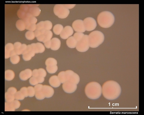serratia on macconkey